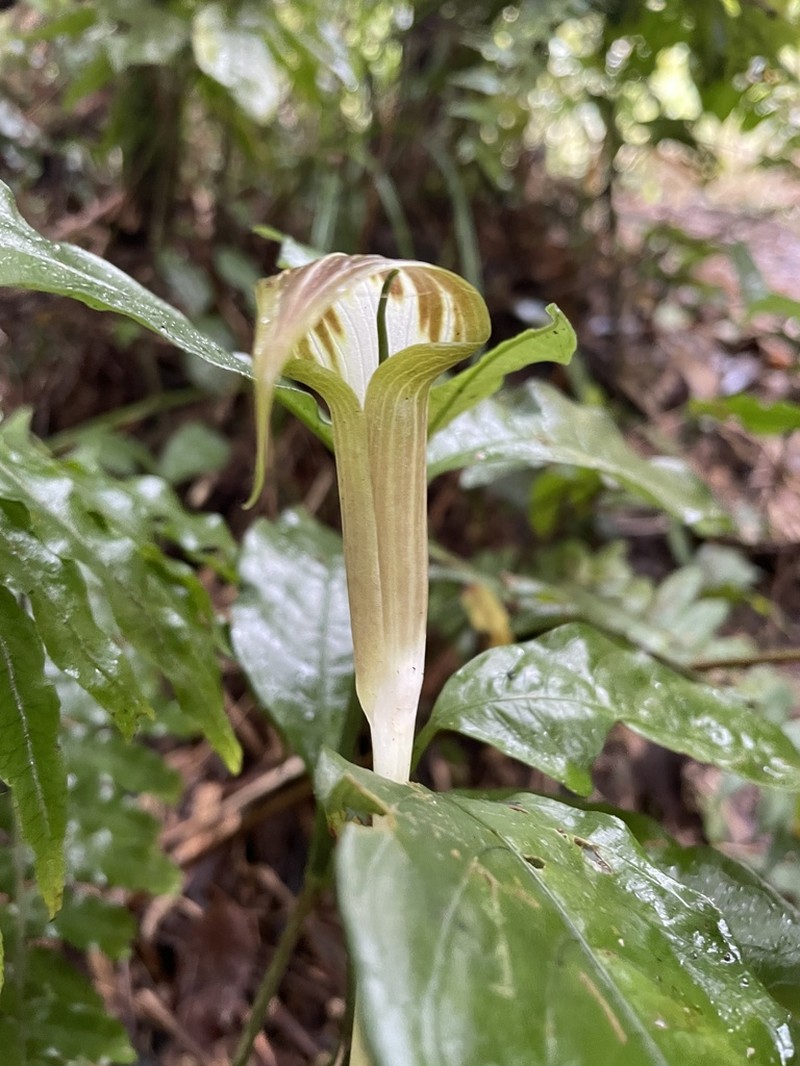 Arisaema brinchangense