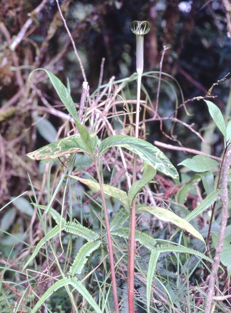 Arisaema brinchangense photo 3