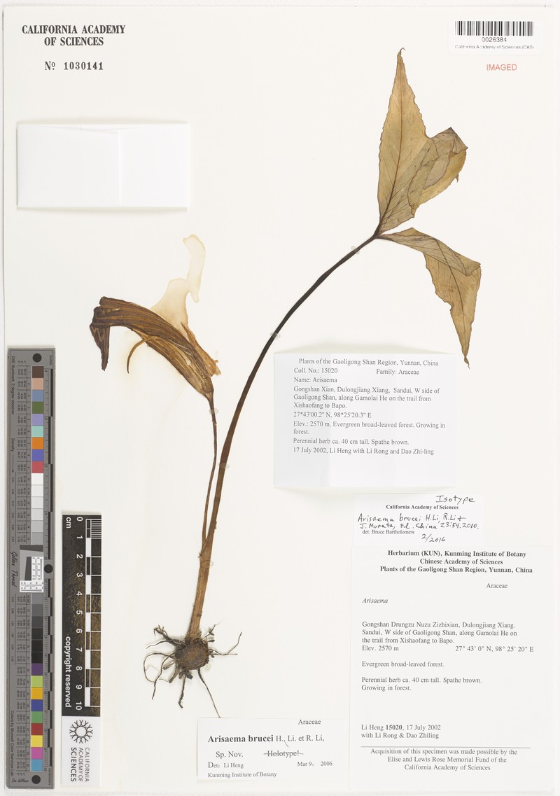 Arisaema brucei