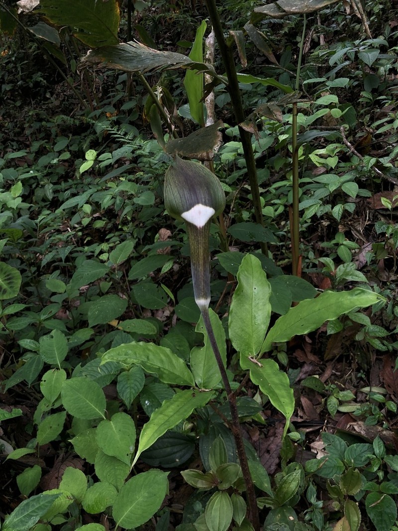 Arisaema calcareum photo 4