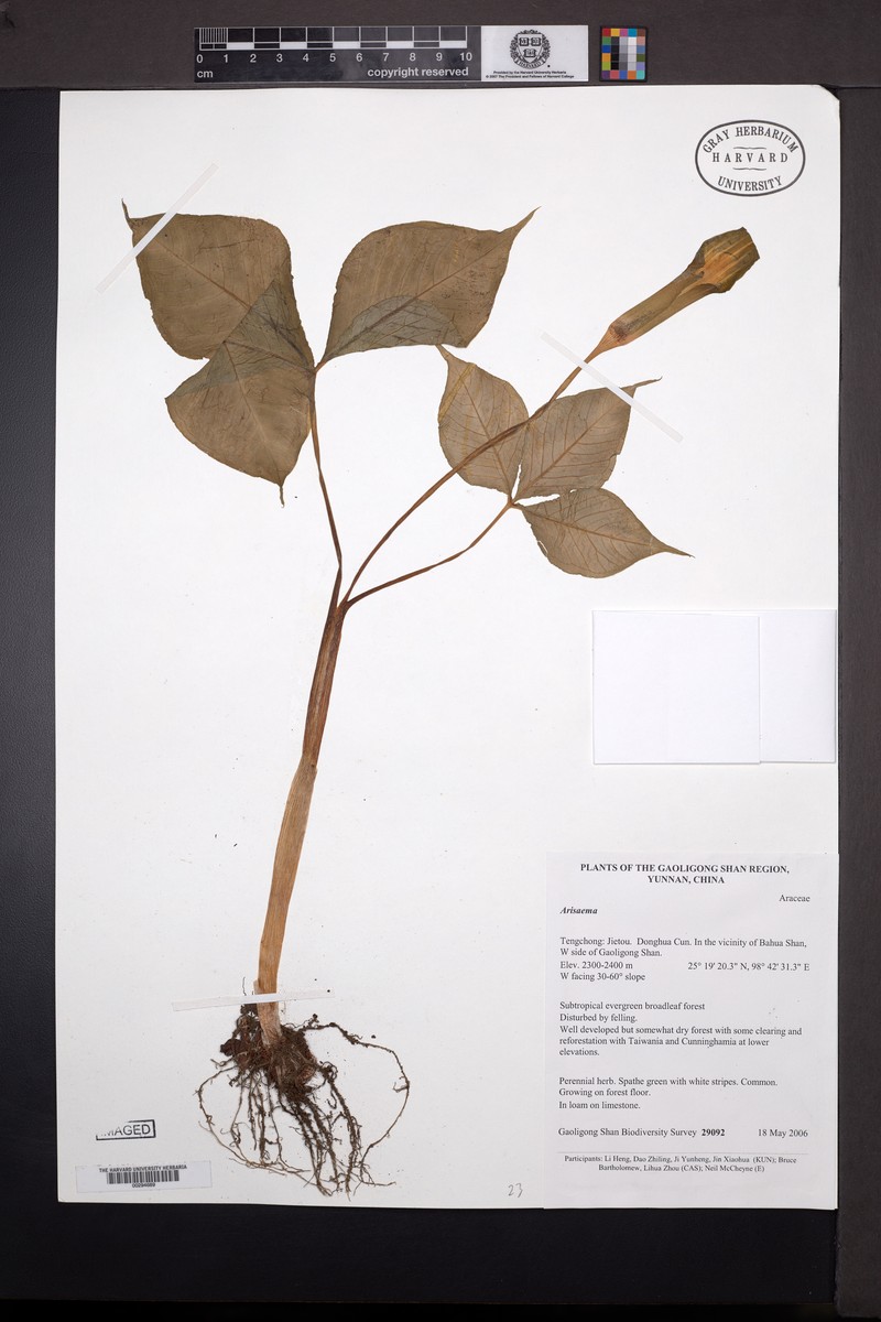 Arisaema calcareum photo 6