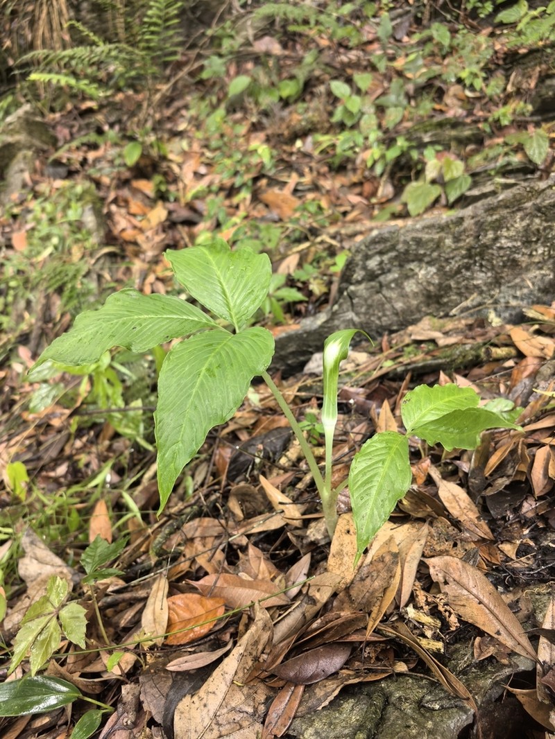 Arisaema calcareum