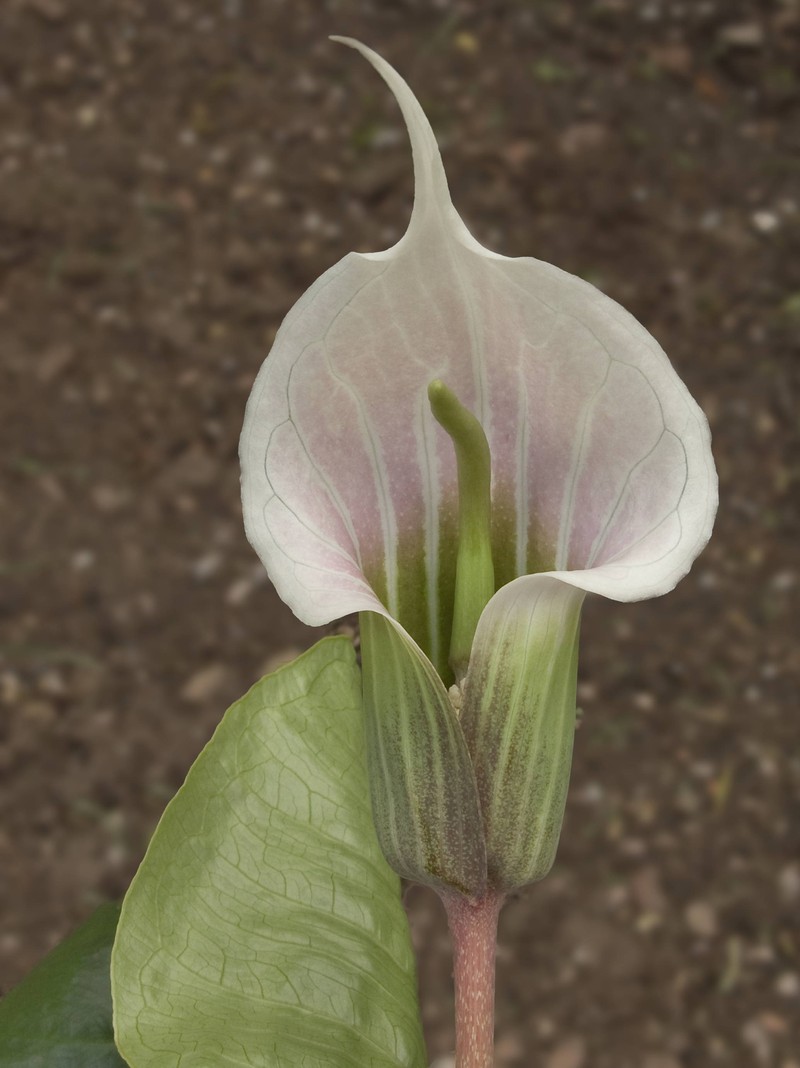 Arisaema candidissimum