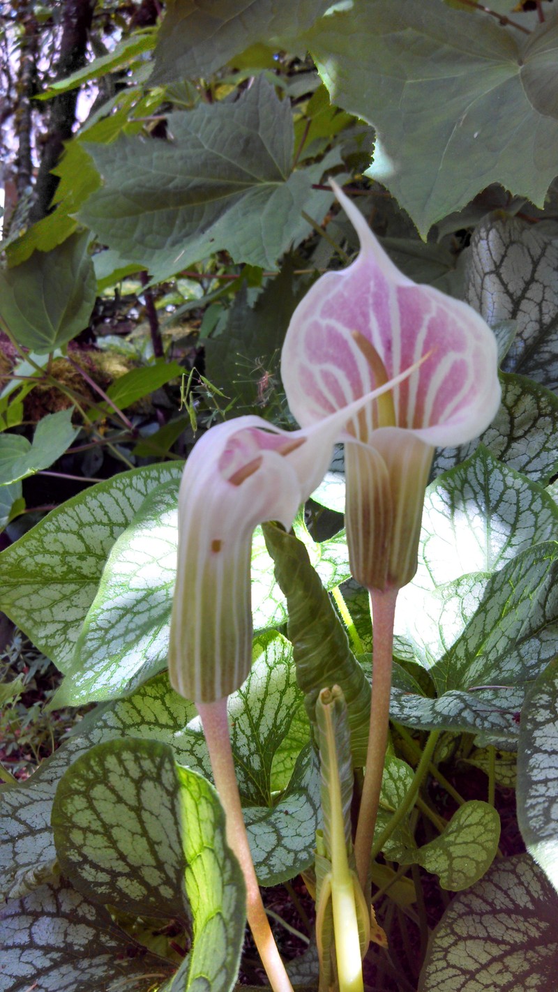 Arisaema candidissimum photo 2