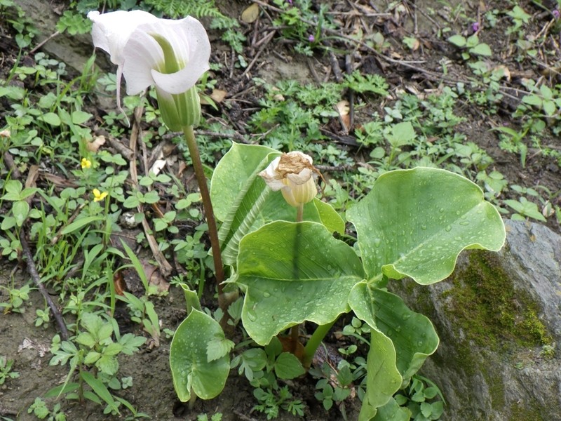 Arisaema candidissimum photo 3