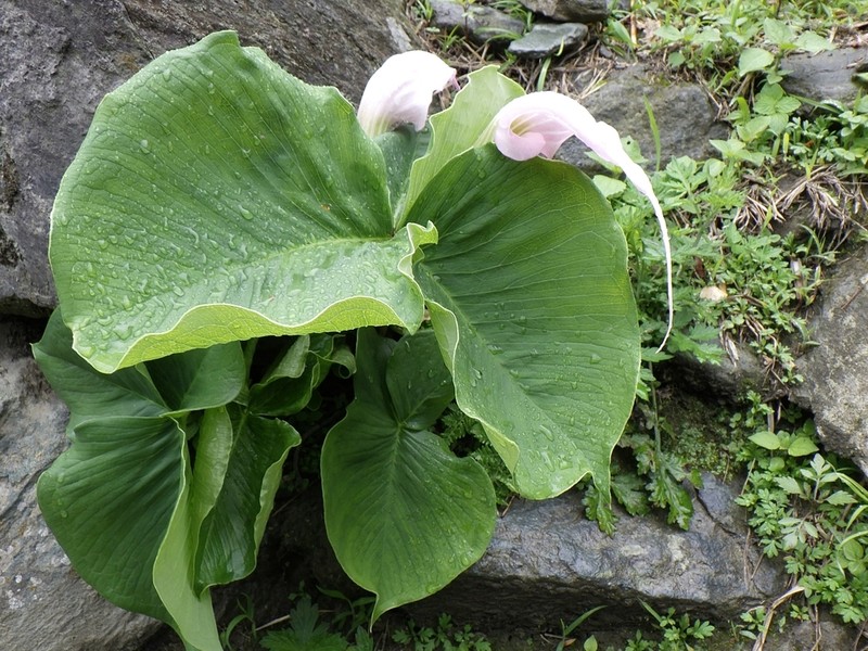 Arisaema candidissimum photo 4