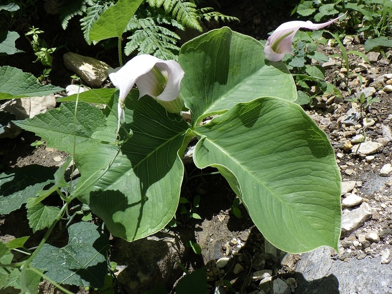 Arisaema candidissimum photo 5