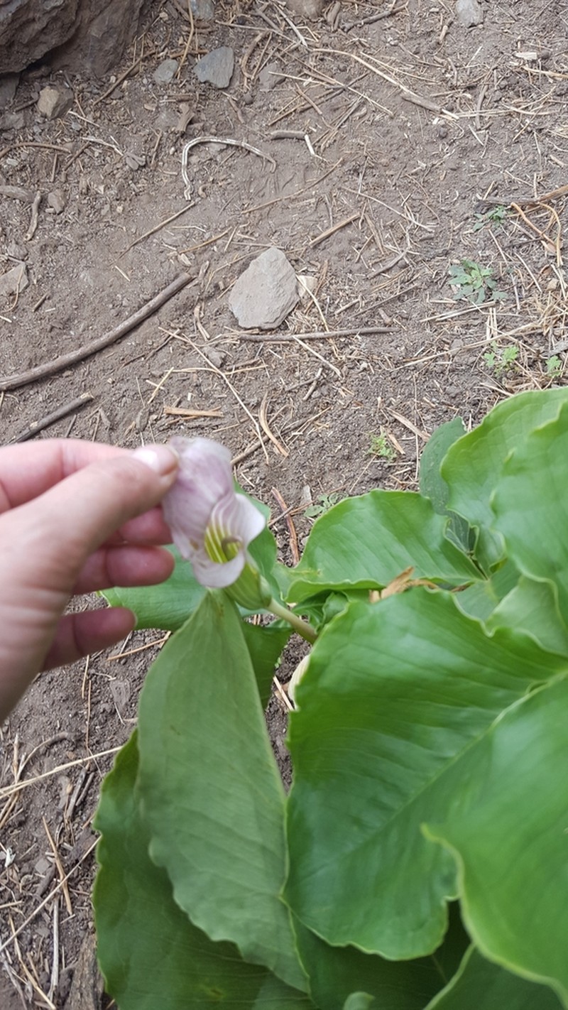 Arisaema candidissimum photo 6