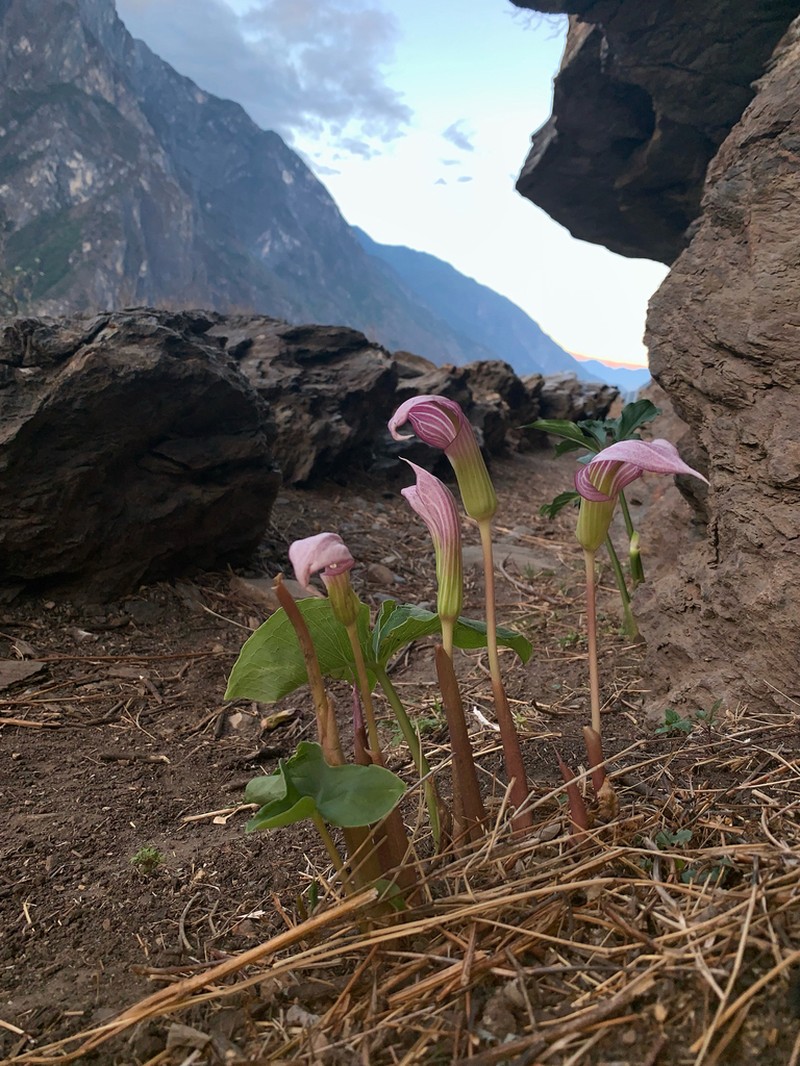 Arisaema candidissimum photo 7