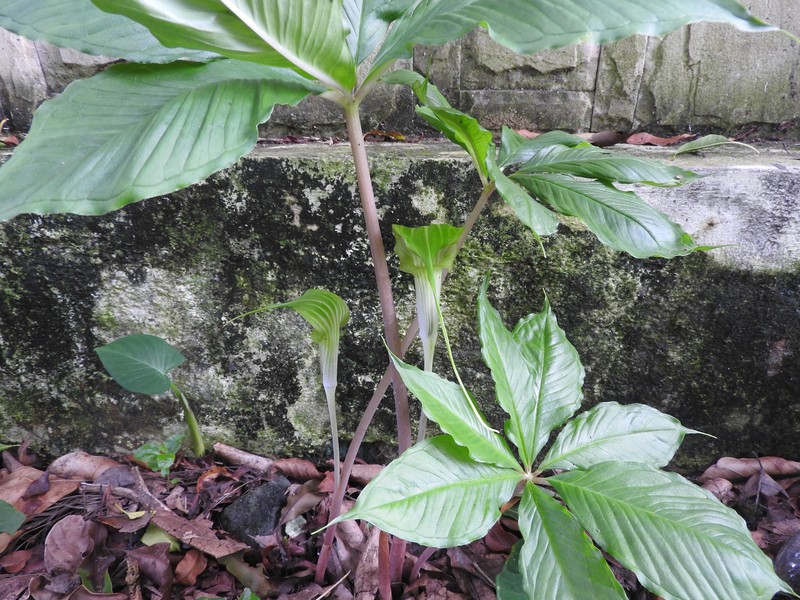 Arisaema caudatum