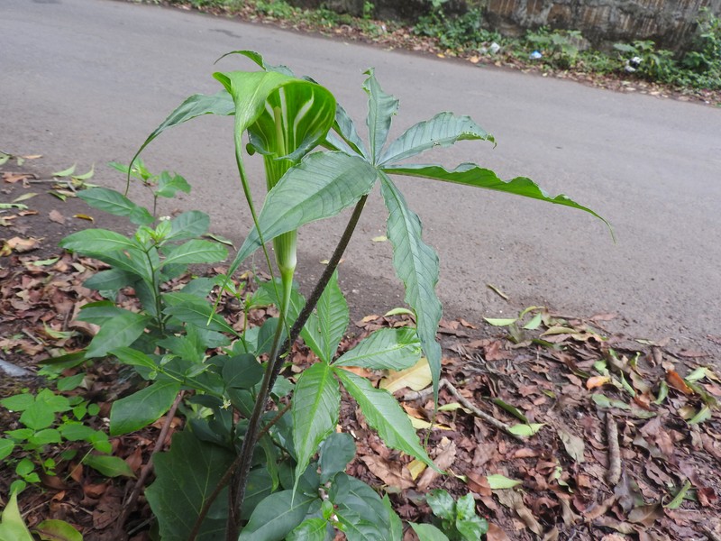 Arisaema caudatum photo 2
