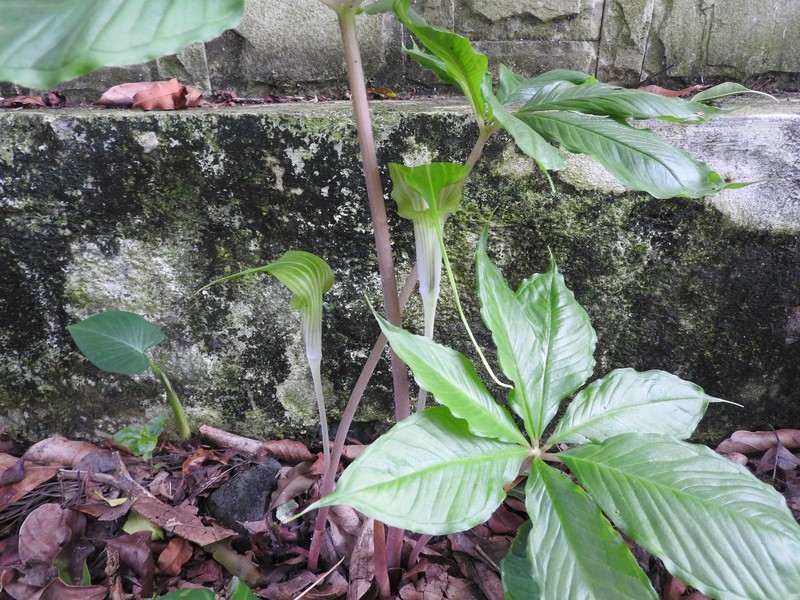 Arisaema caudatum photo 3