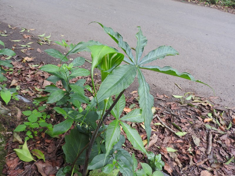 Arisaema caudatum photo 4