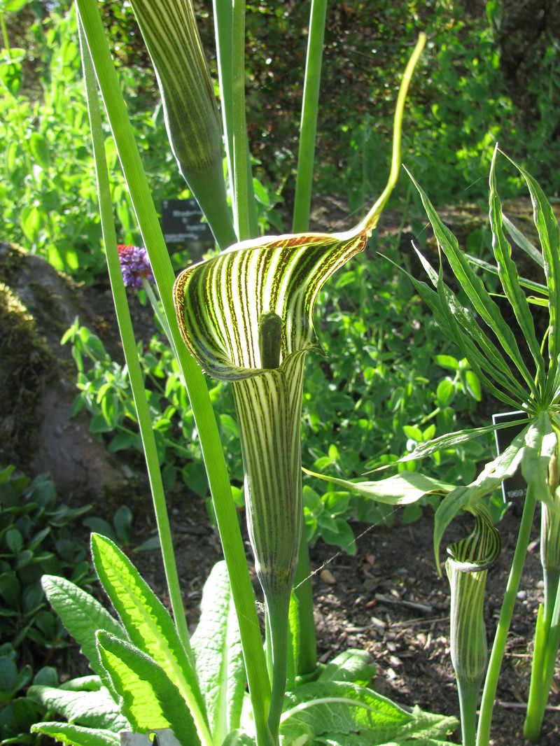 Arisaema ciliatum