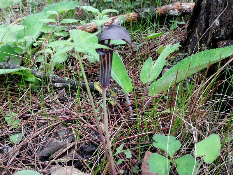 Arisaema ciliatum photo 2