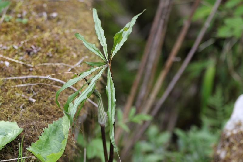 Arisaema ciliatum photo 3