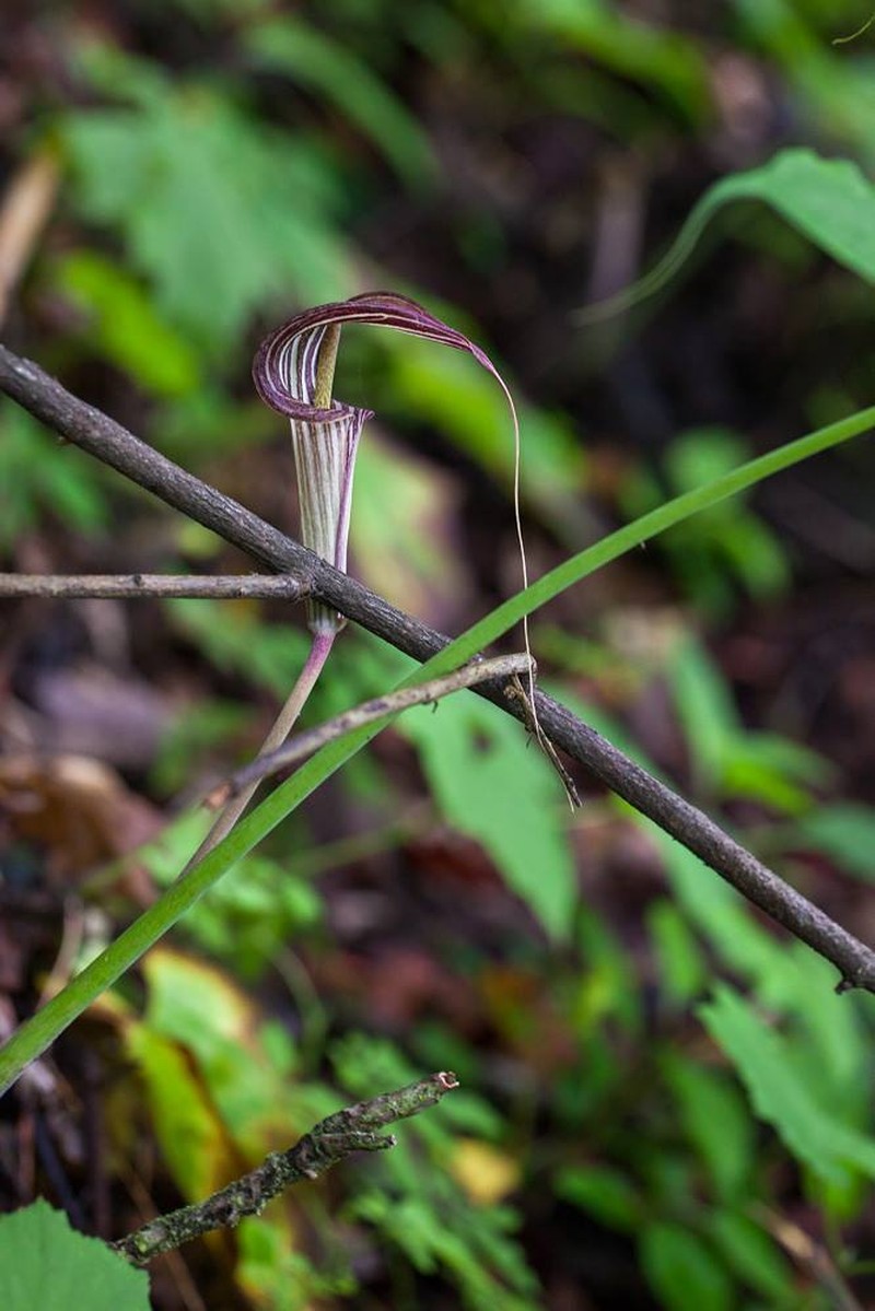 Arisaema ciliatum photo 4