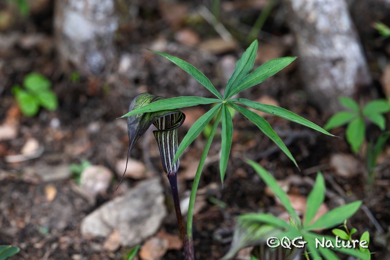 Arisaema ciliatum photo 5