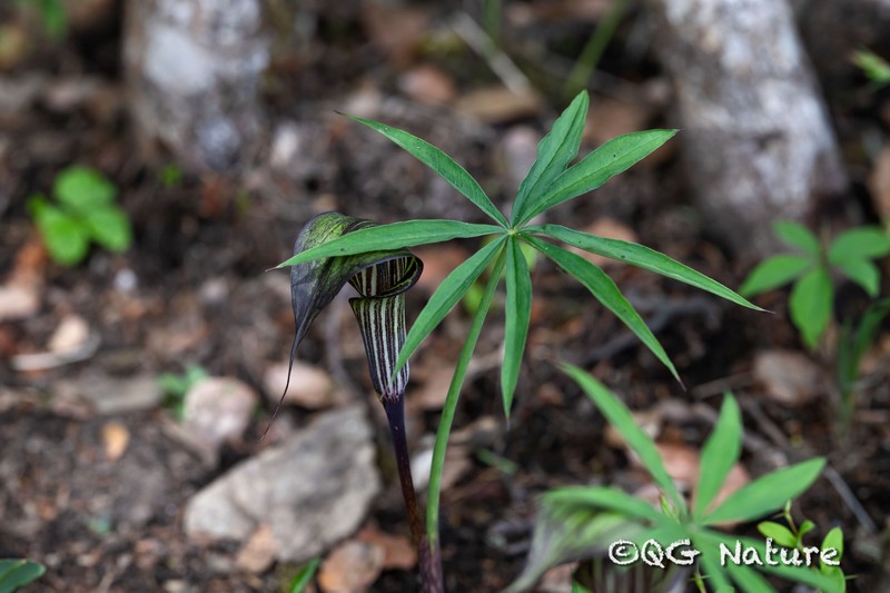 Arisaema ciliatum photo 6