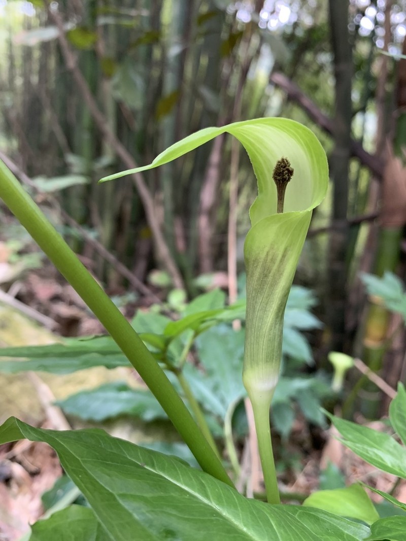 Arisaema clavatum
