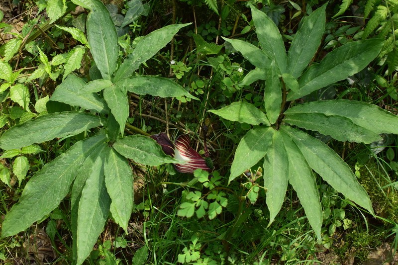 Arisaema clavatum photo 2