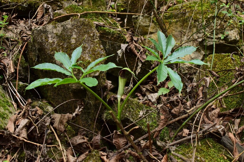 Arisaema clavatum photo 3