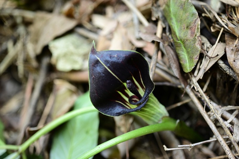 Arisaema clavatum photo 4