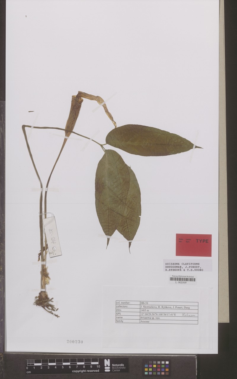 Arisaema claviforme