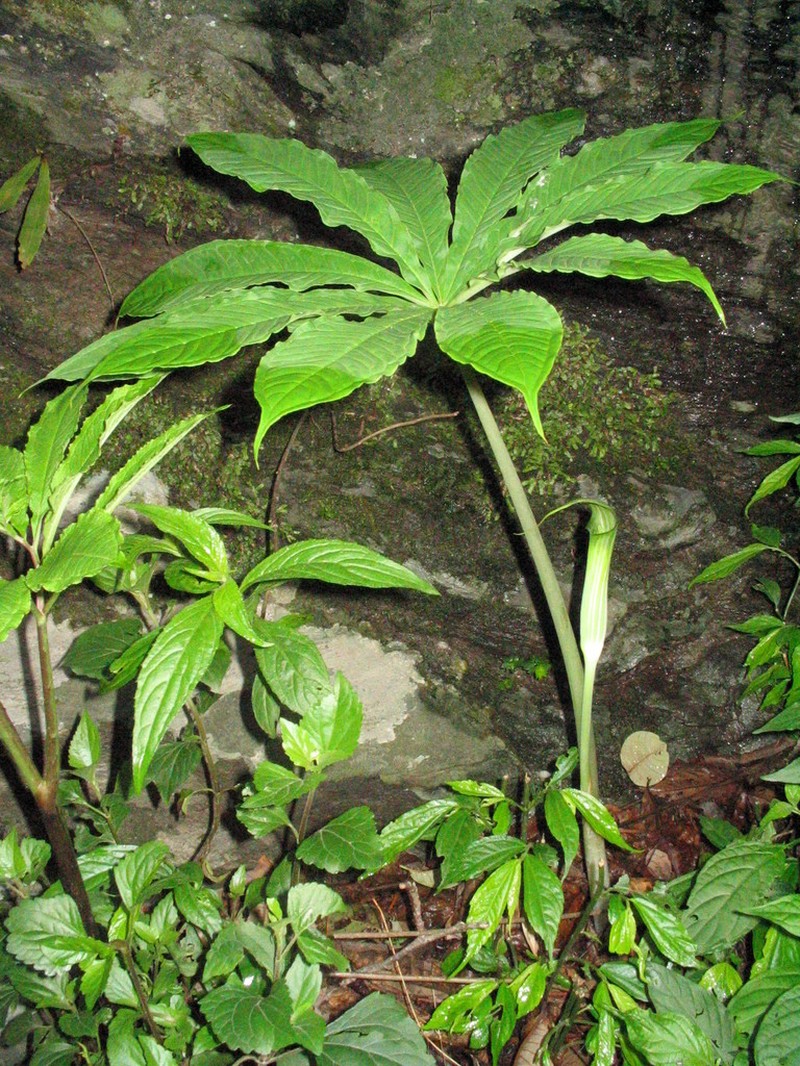 Arisaema concinnum photo 2