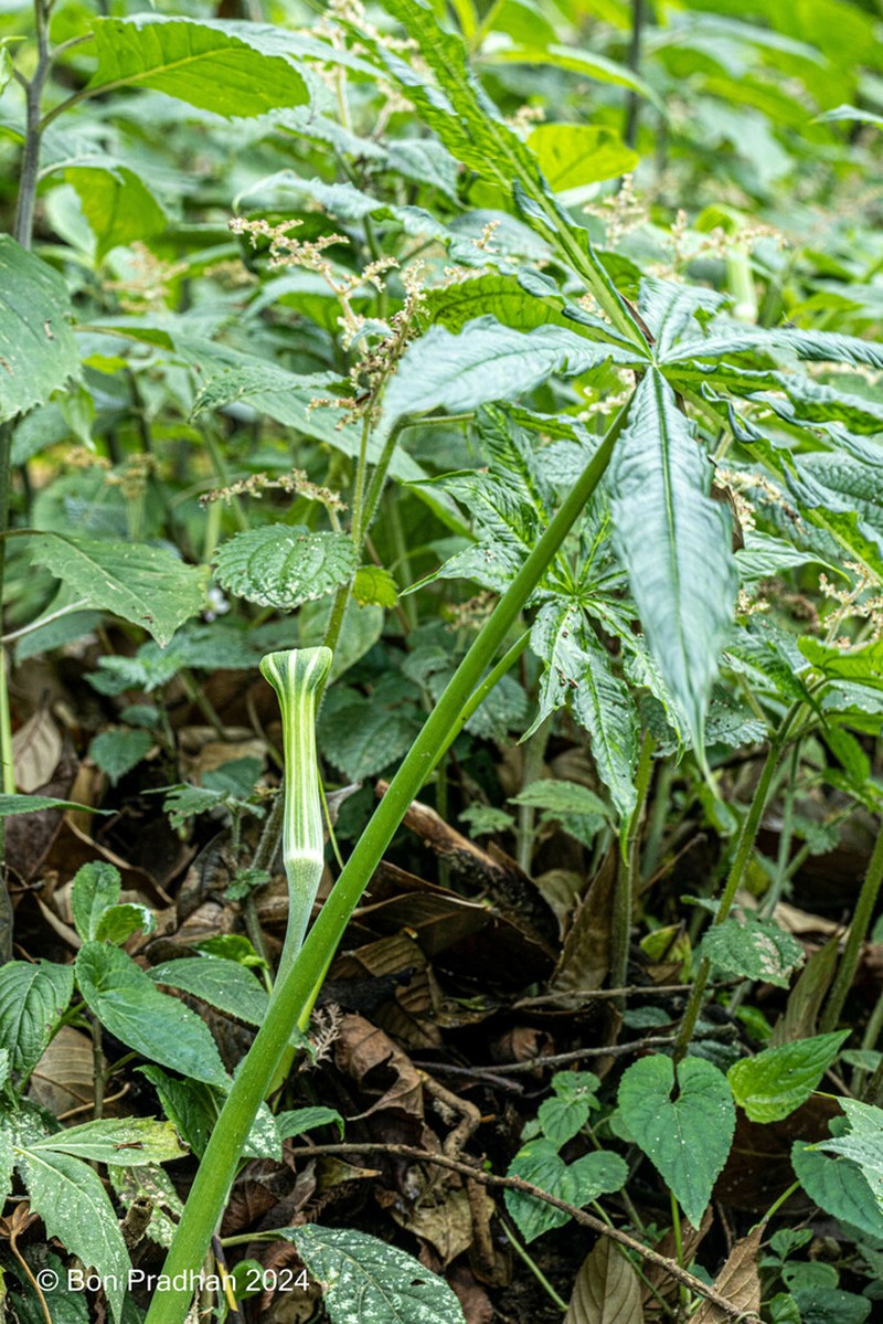 Arisaema concinnum photo 3