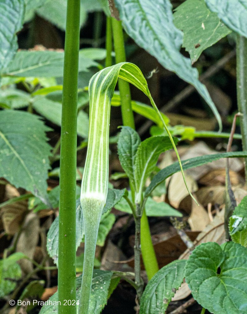 Arisaema concinnum photo 4