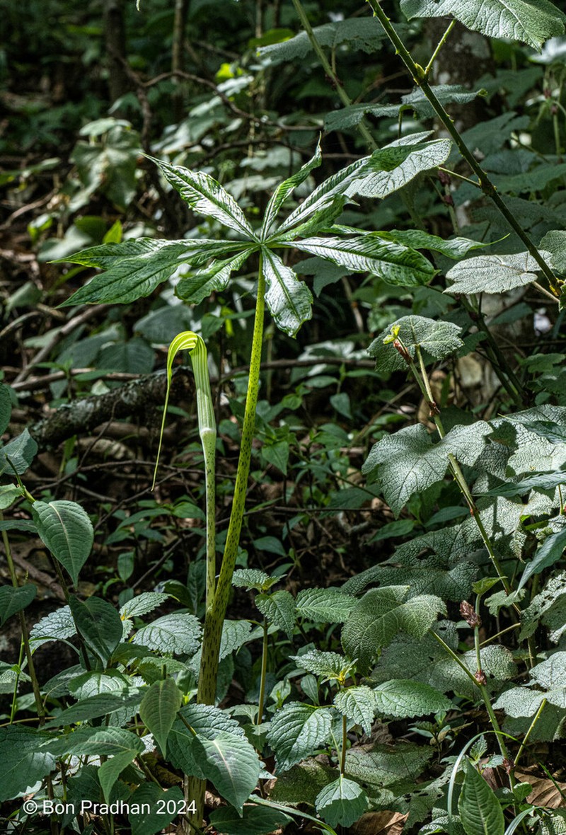 Arisaema concinnum photo 5