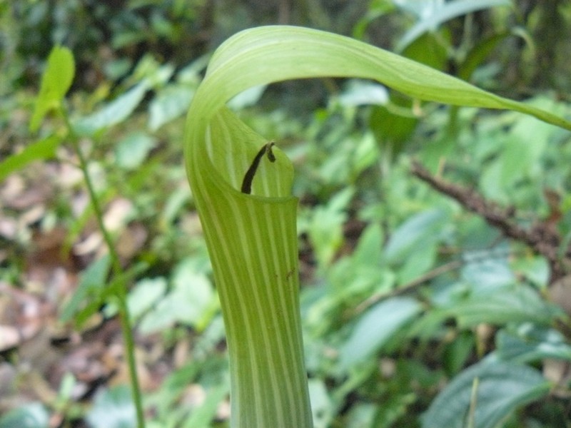 Arisaema concinnum photo 6