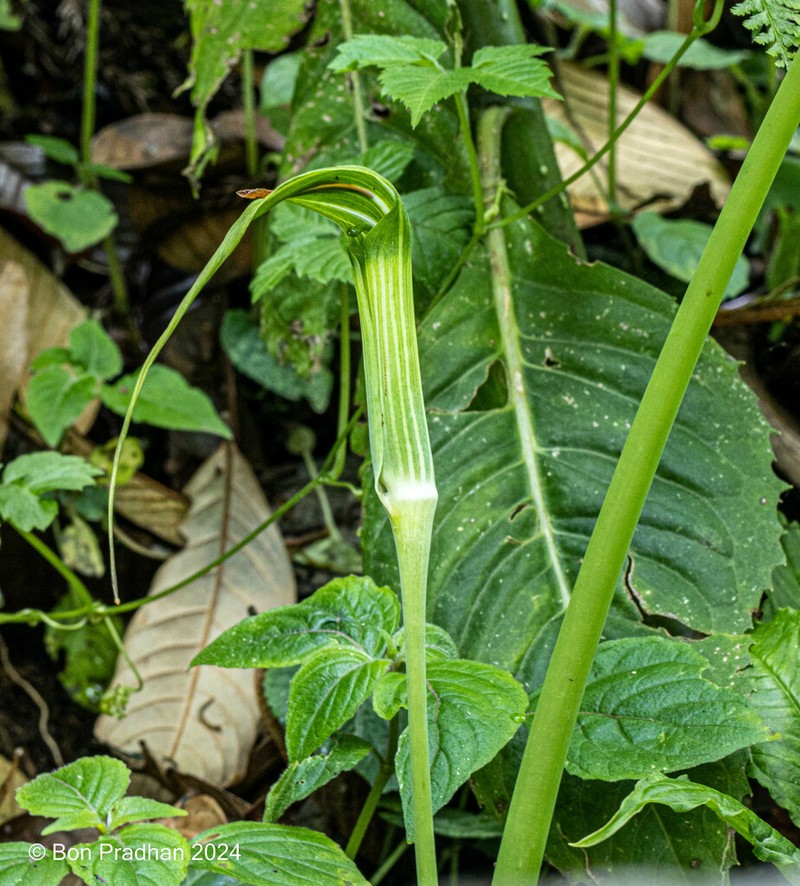 Arisaema concinnum photo 7