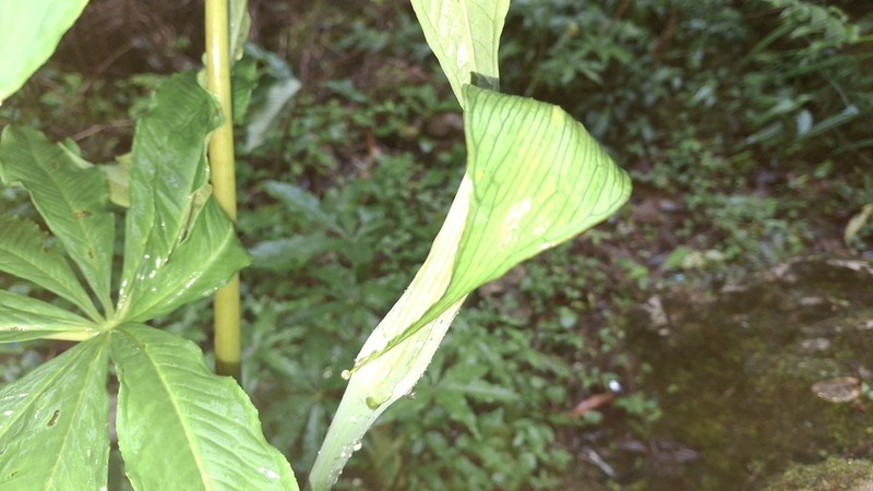 Arisaema concinnum photo 8