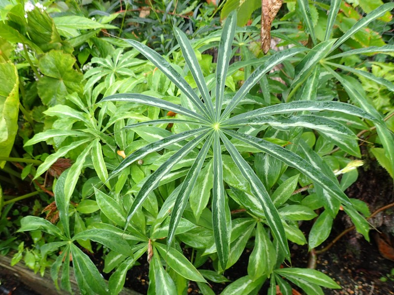 Arisaema consanguineum