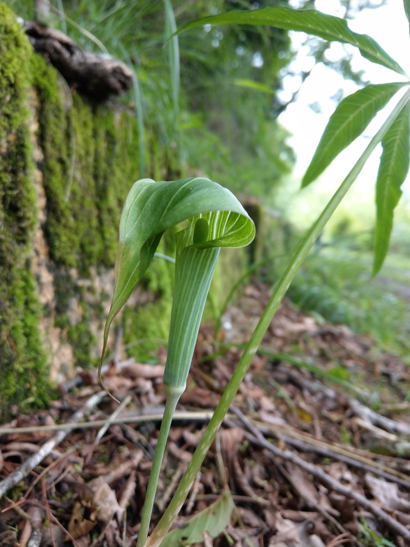 Arisaema consanguineum photo 2