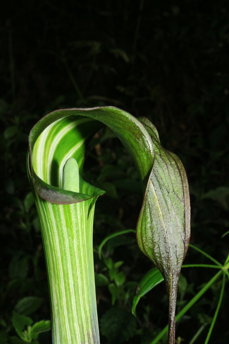 Arisaema consanguineum photo 3