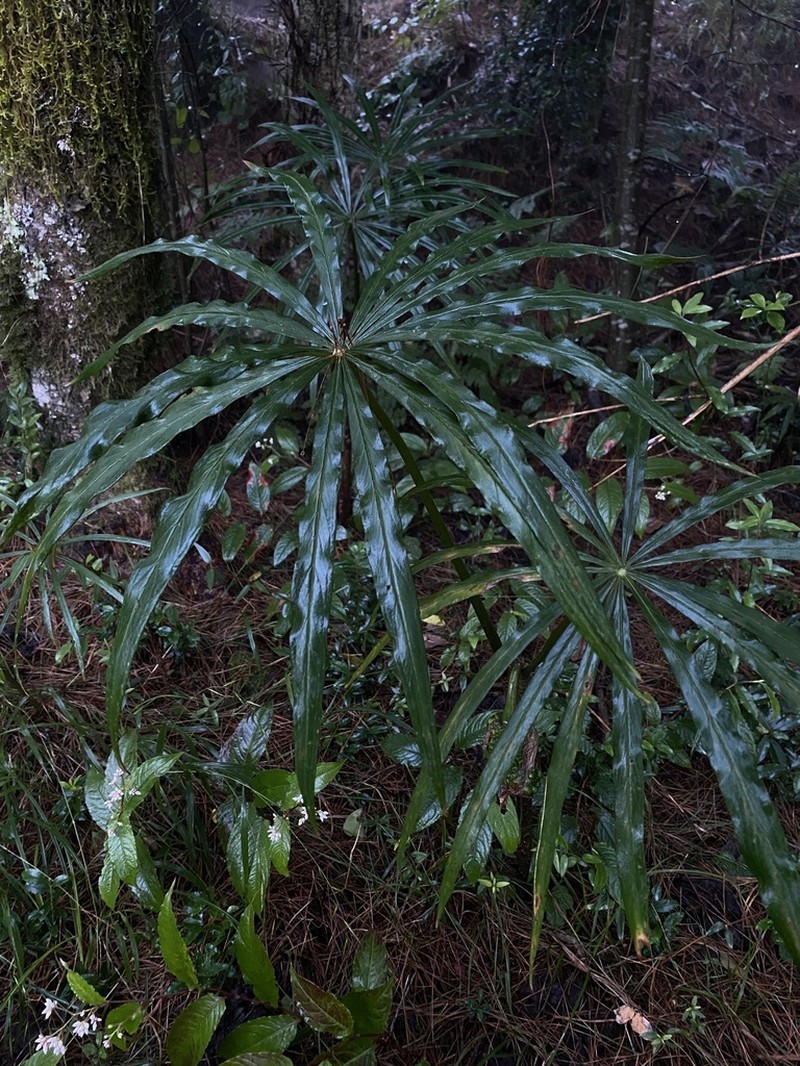 Arisaema consanguineum photo 5
