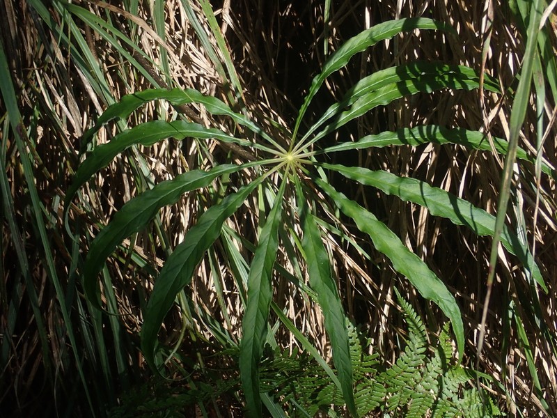 Arisaema consanguineum photo 6