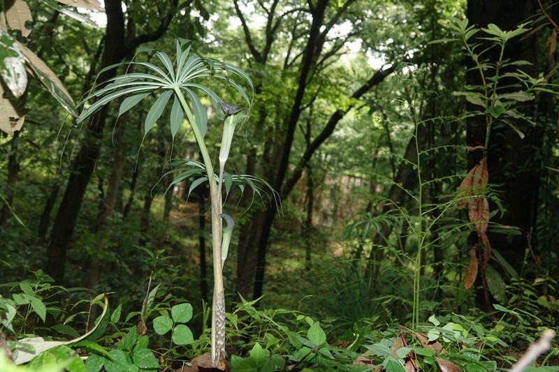 Arisaema consanguineum photo 7