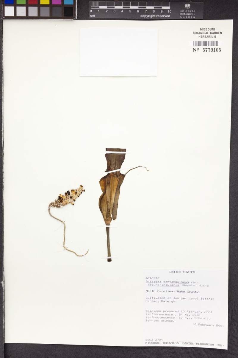 Arisaema consanguineum subsp. kelung-insulare