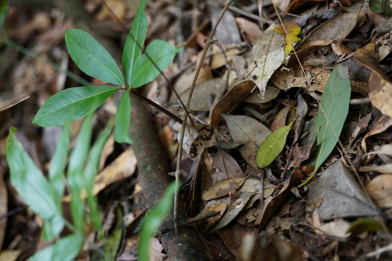 Arisaema cordatum photo 2