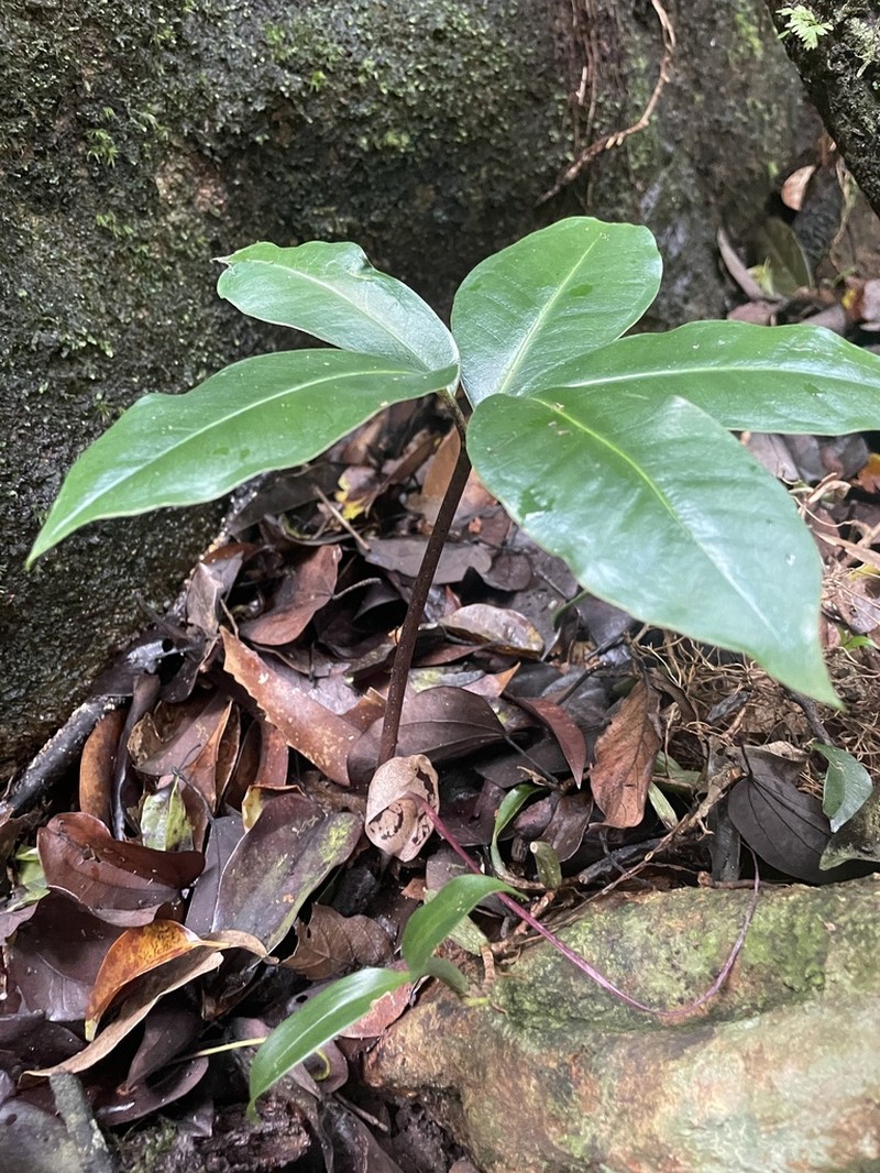 Arisaema cordatum photo 3