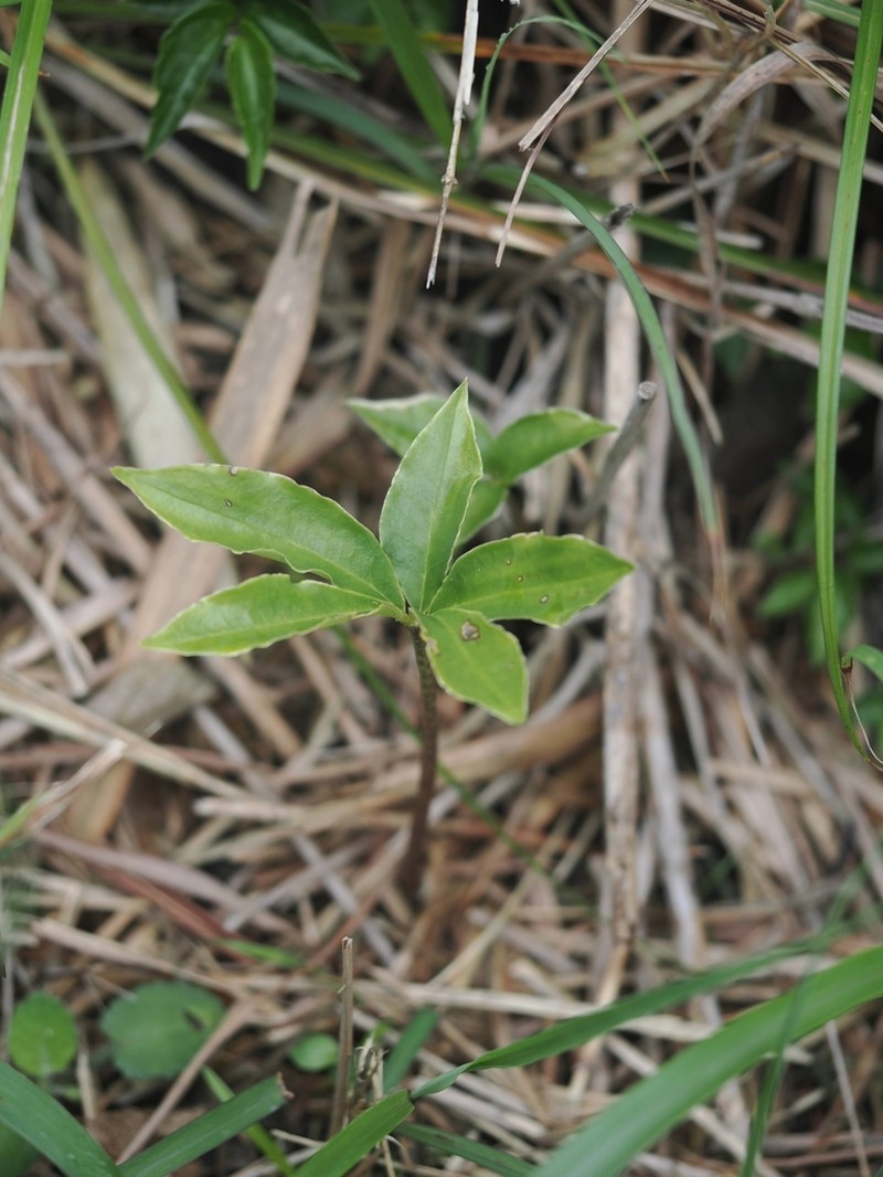Arisaema cordatum photo 5