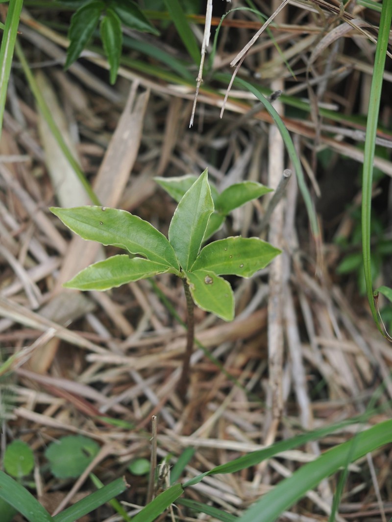 Arisaema cordatum photo 7