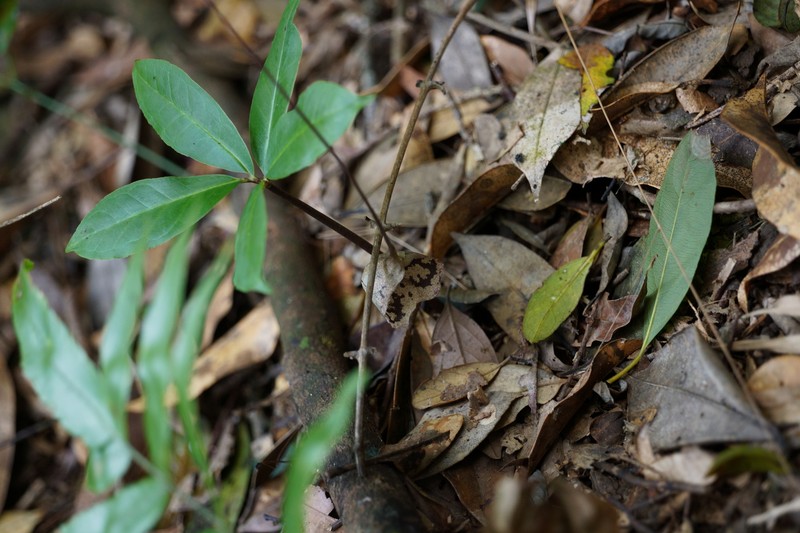 Arisaema cordatum photo 8