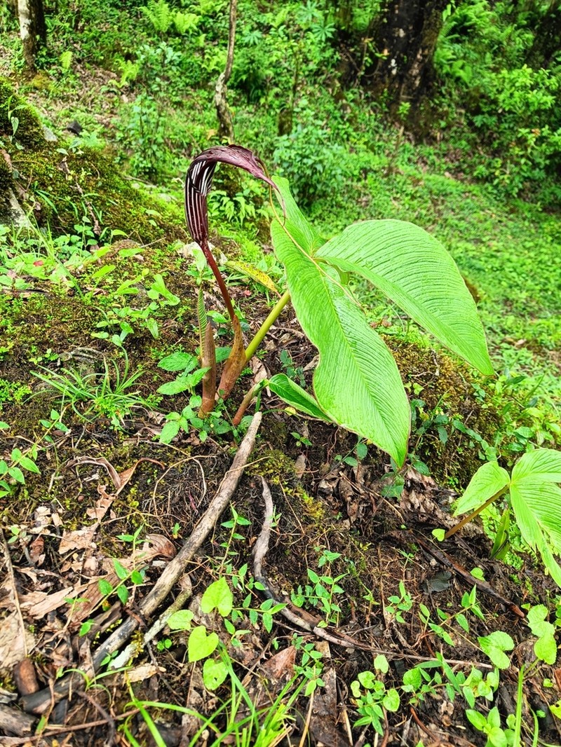Arisaema costatum