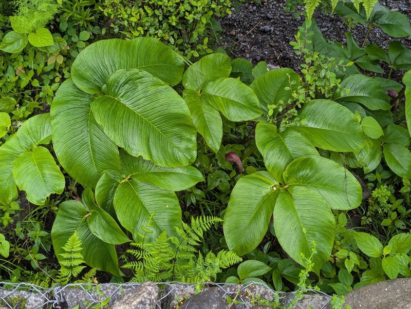 Arisaema costatum photo 2