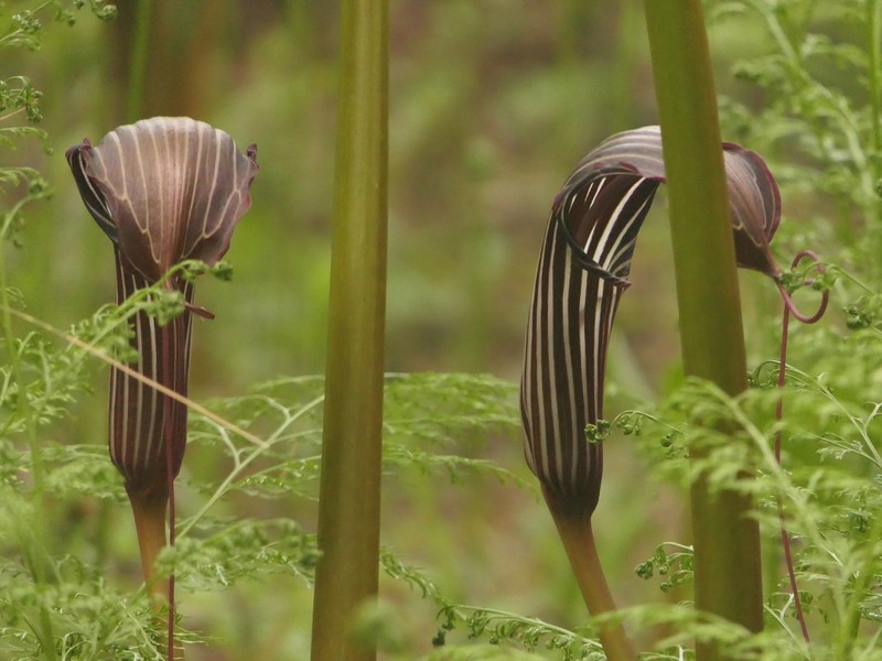 Arisaema costatum photo 3